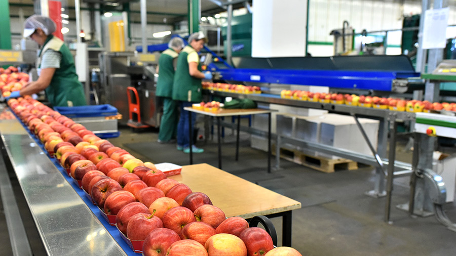 Manufacturing plant with workers inspecting apples on a conveyor belt 